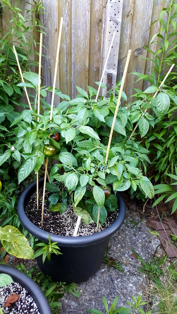 Rocoto Big Apple