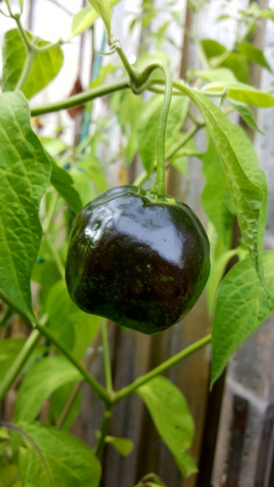Rocoto Big Apple
