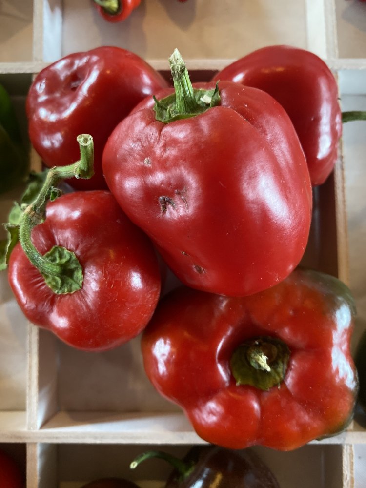 Rocoto Big Apple | Chiliforum - Chili-Pepper.de