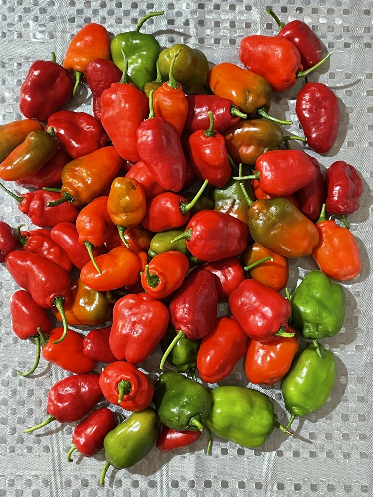 Rocoto Cabe Gondol (Balkon)