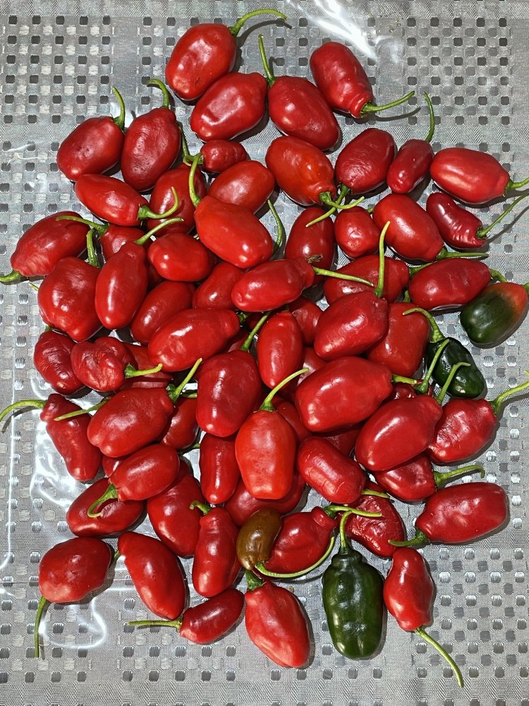 Rocoto Cabe Gondol (indoor, Chilihaus)