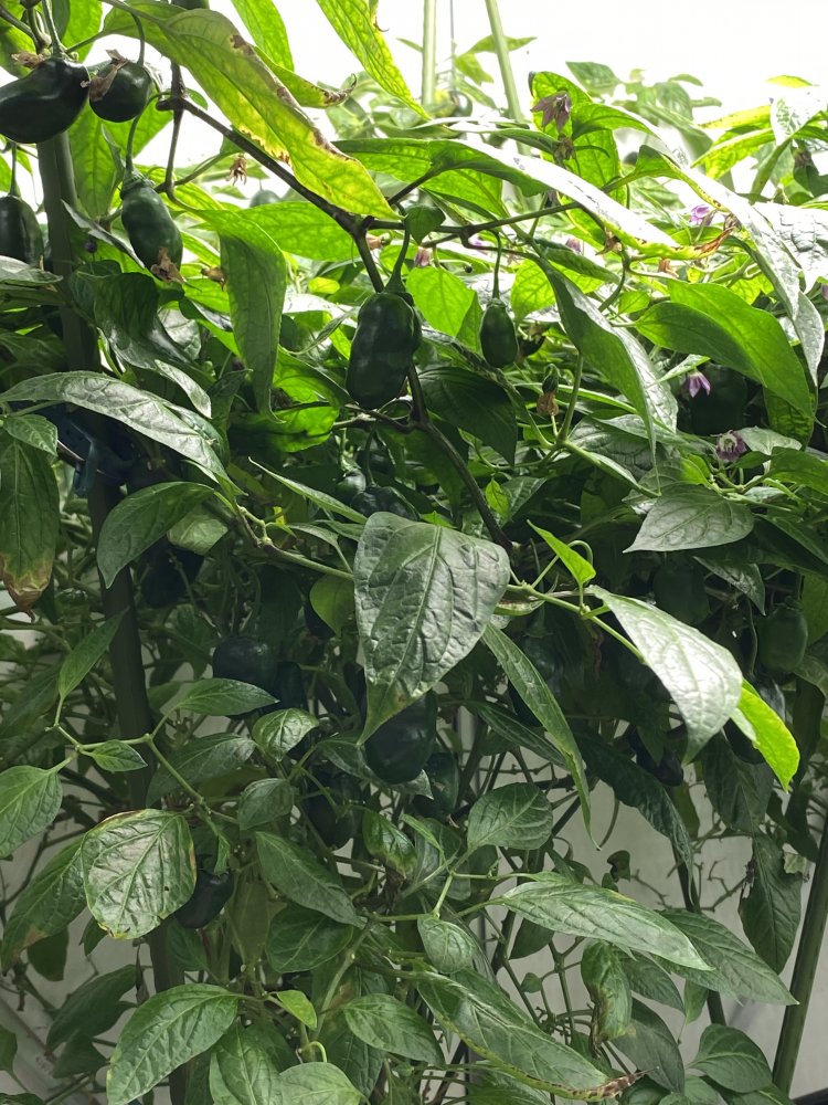 Rocoto Cabe Gondol, indoor im Chilihaus