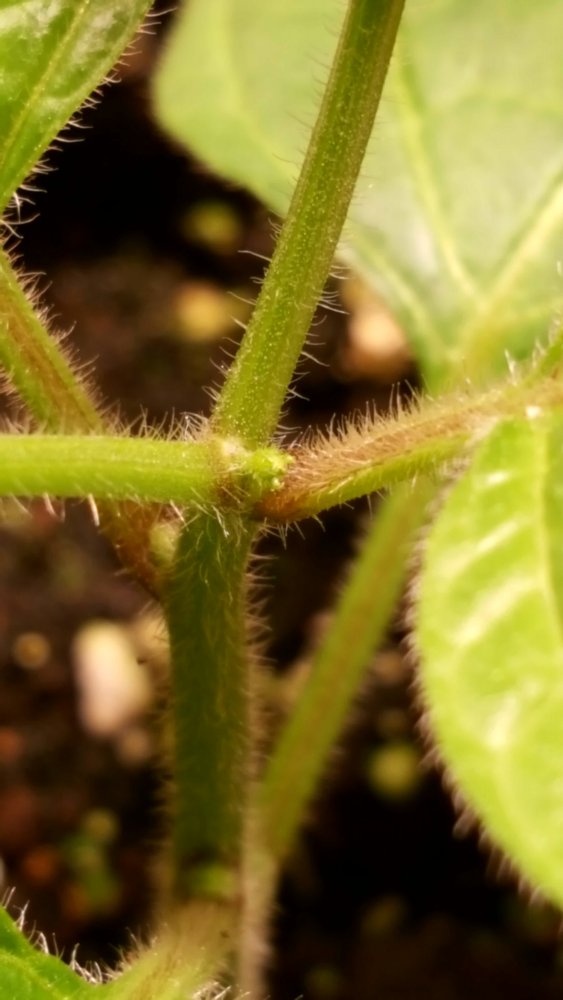 Rocoto Cabe Gondol