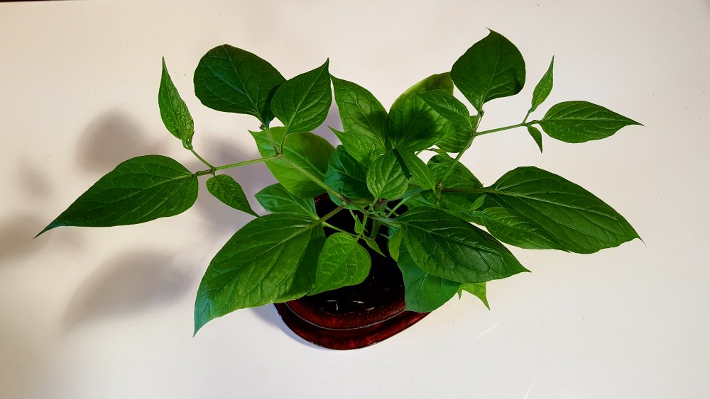 Rocoto Cabe Gondol