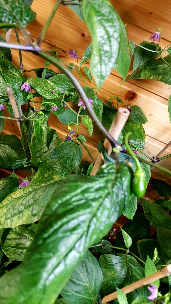 Rocoto Cabe Gondol