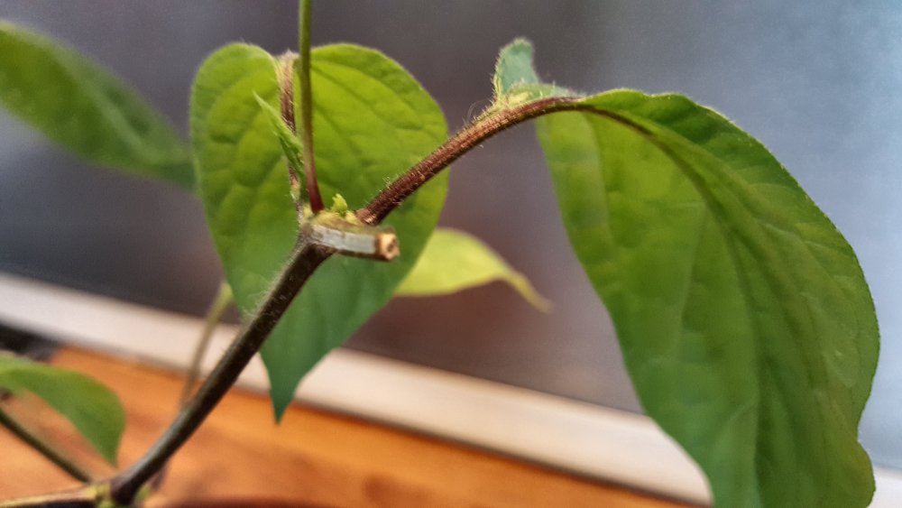 Rocoto Cabe Gondol