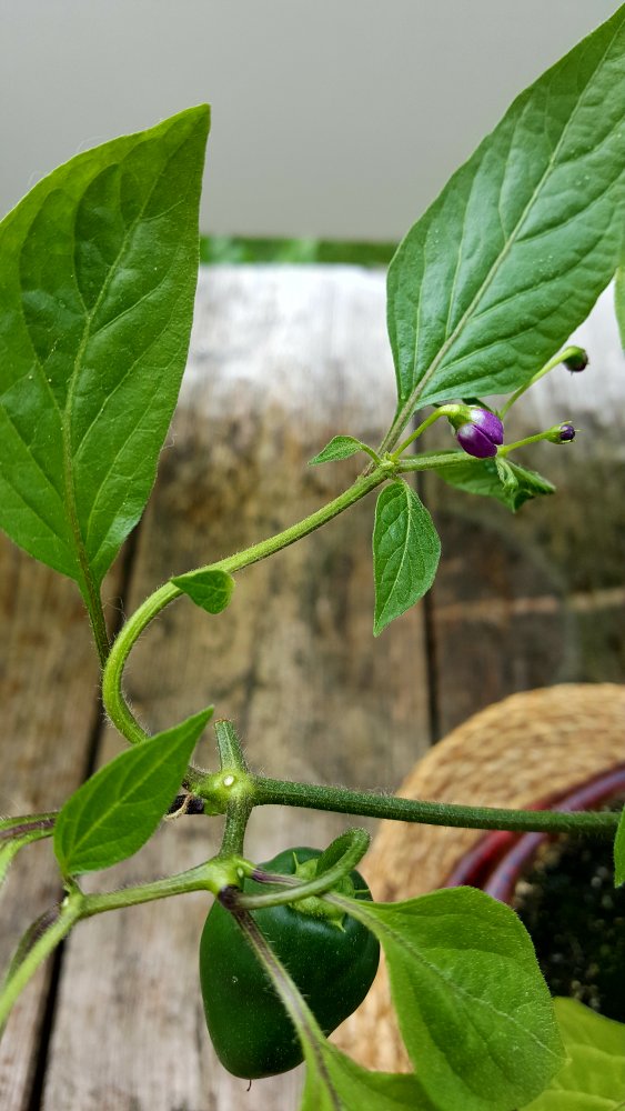 Rocoto Cabe Gondol