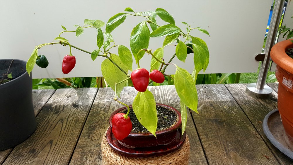 Rocoto Cabe Gondol