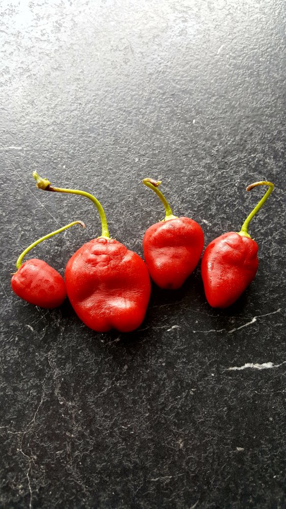 Rocoto Cabe Gondol