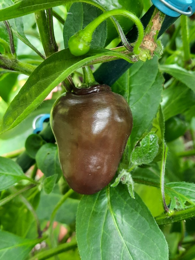 Rocoto Chocolate xPS 04.jpg