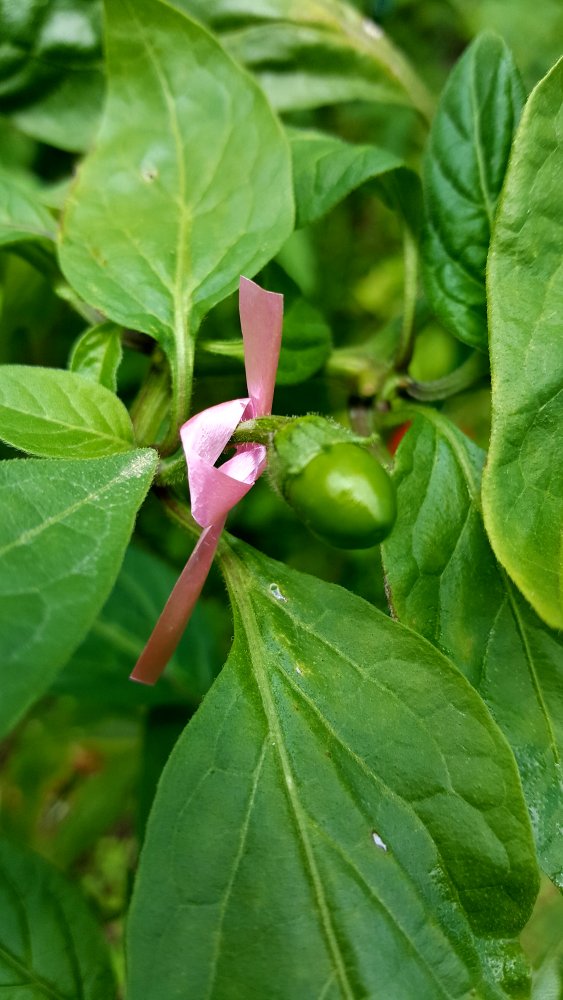 Rocoto De Seda verhütet