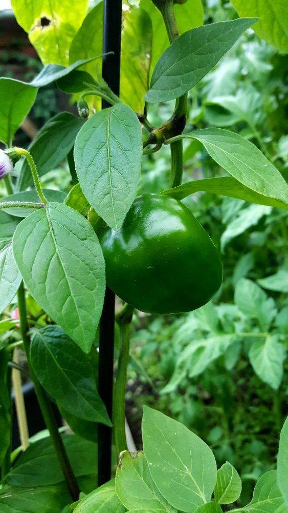 Rocoto De Seda