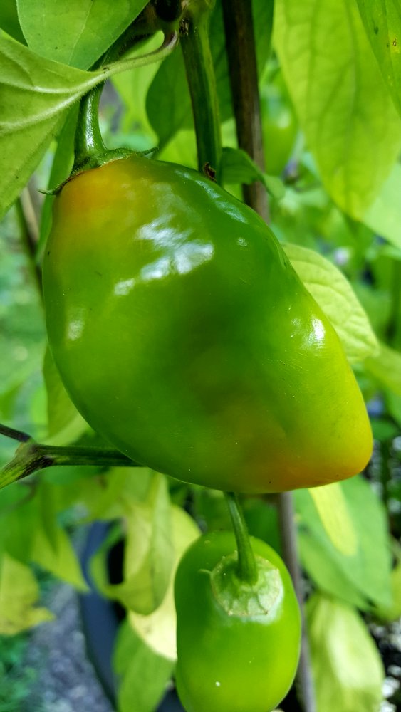 Rocoto De Seda