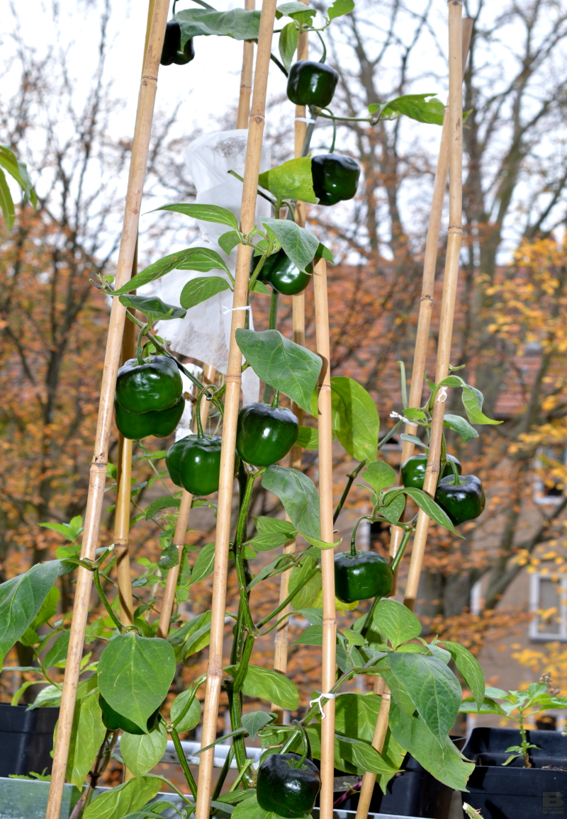 Rocoto Gelbe Riesen 22102017