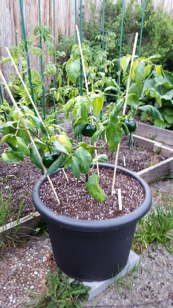 Rocoto Gelbe Riesen