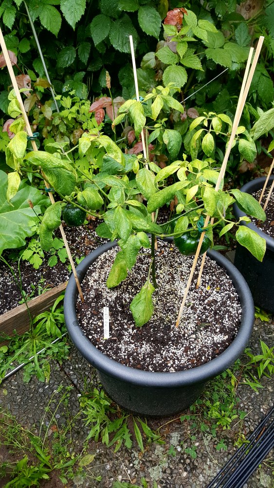 Rocoto Gelbe Riesen