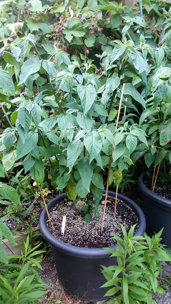 Rocoto Gelbe Riesen