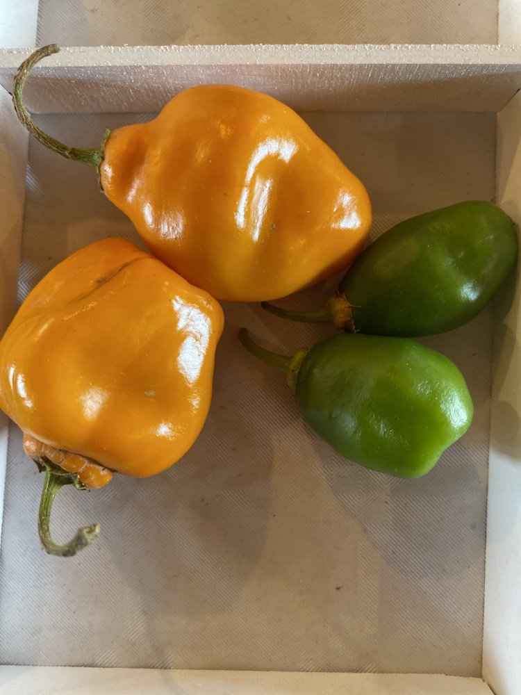 Rocoto Guatemala Orange | Chiliforum - Chili-Pepper.de