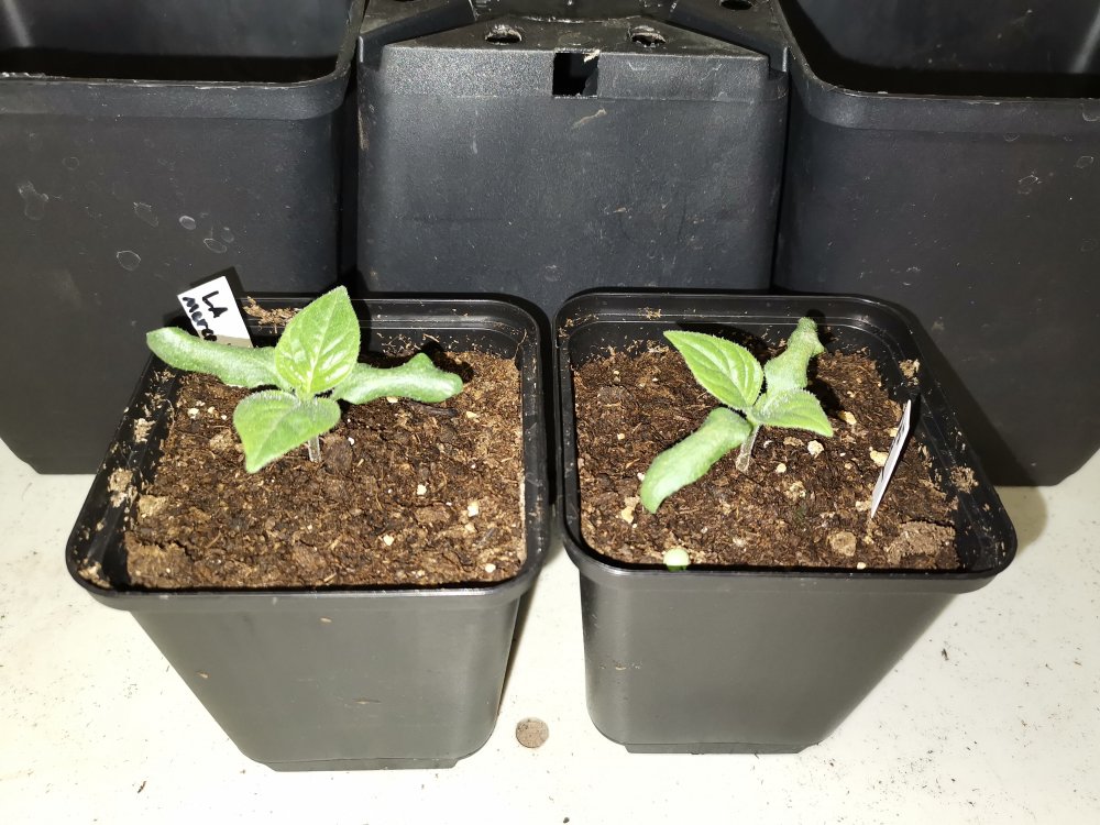 Rocoto La Merced Bande