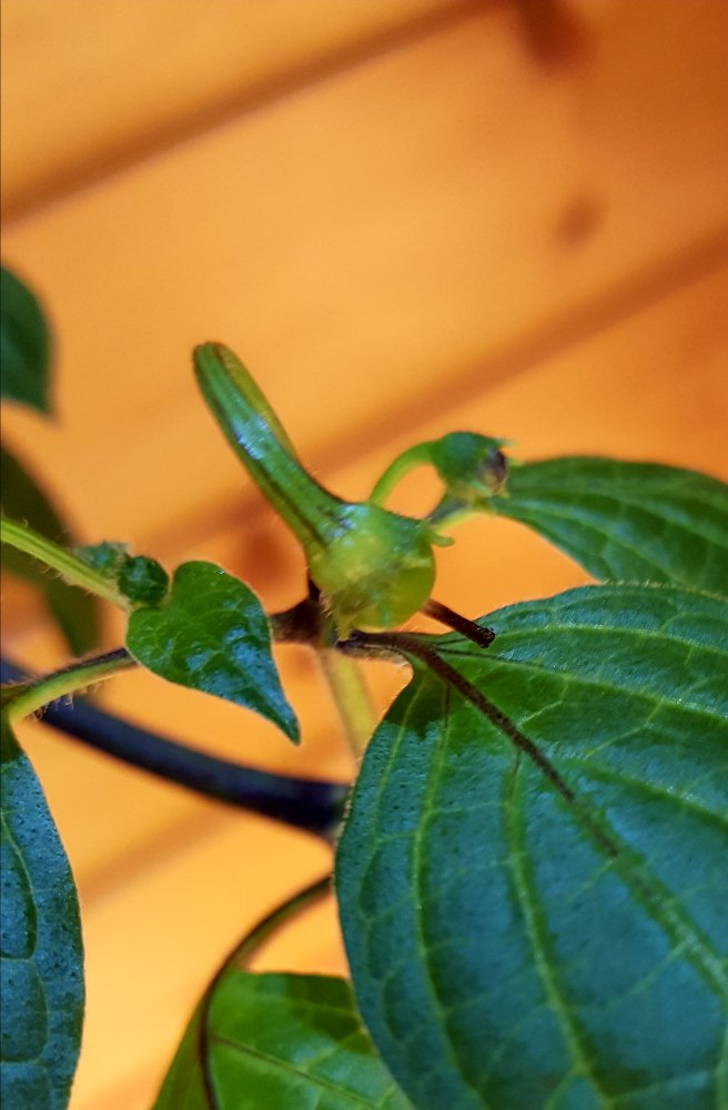 Rocoto Manzano Rojo fruchtet indoor