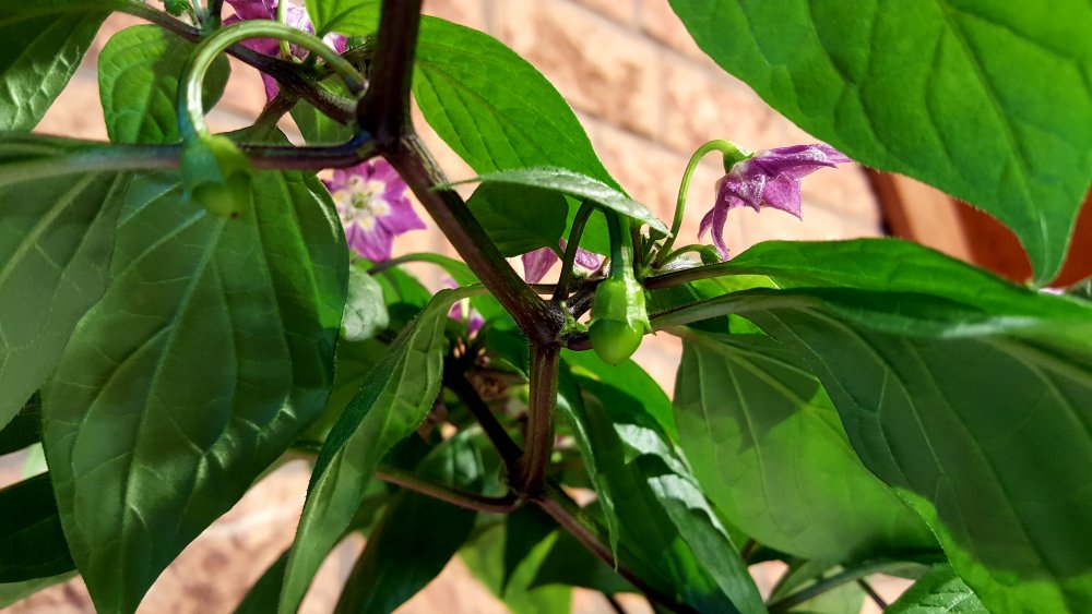 Rocoto Manzano Rojo Steckling