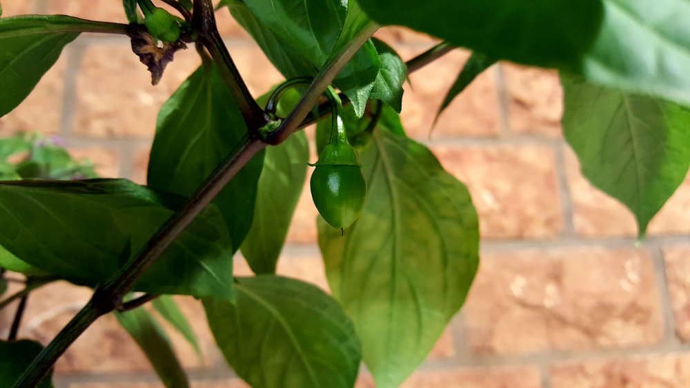 Rocoto Manzano Rojo Steckling