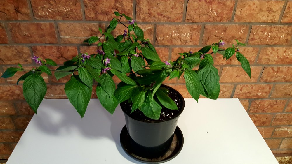 Rocoto Manzano Rojo Steckling