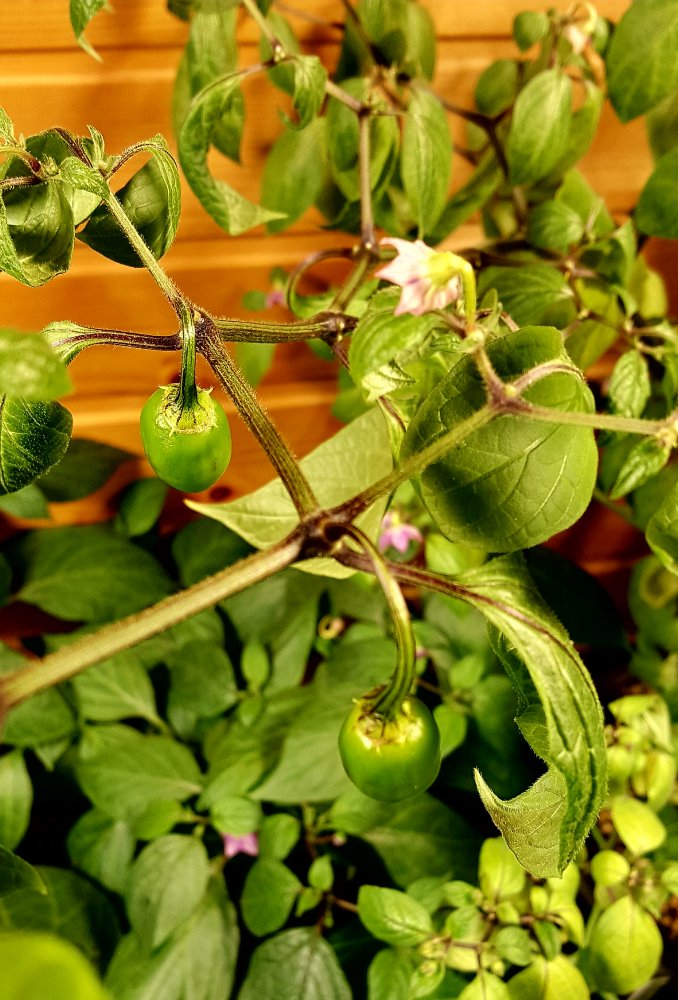 Rocoto Manzano Rojo