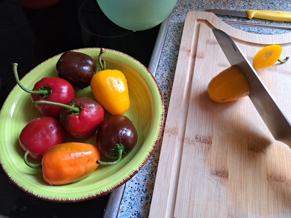 Rocoto Mix 110923 01.jpg