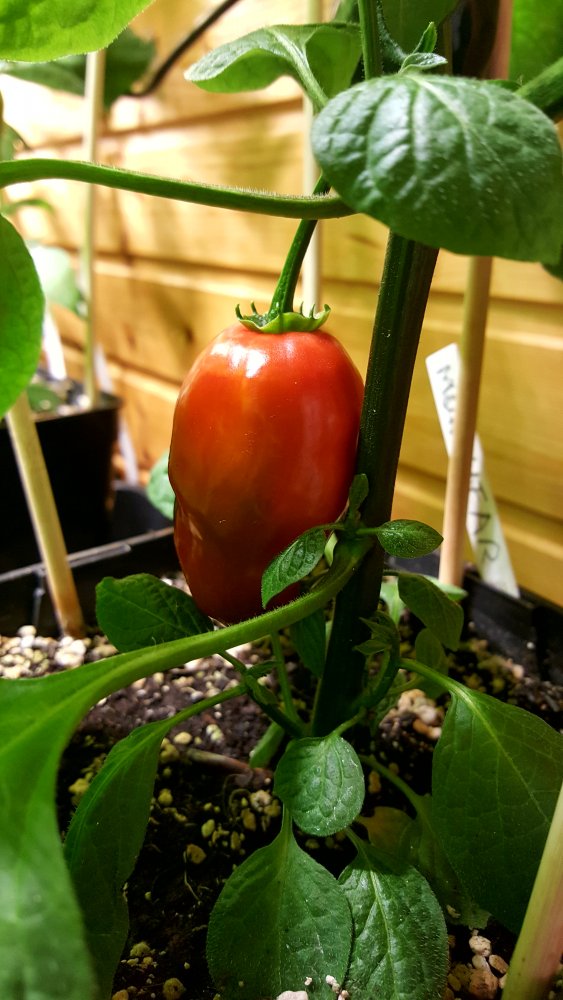 Rocoto Montufar