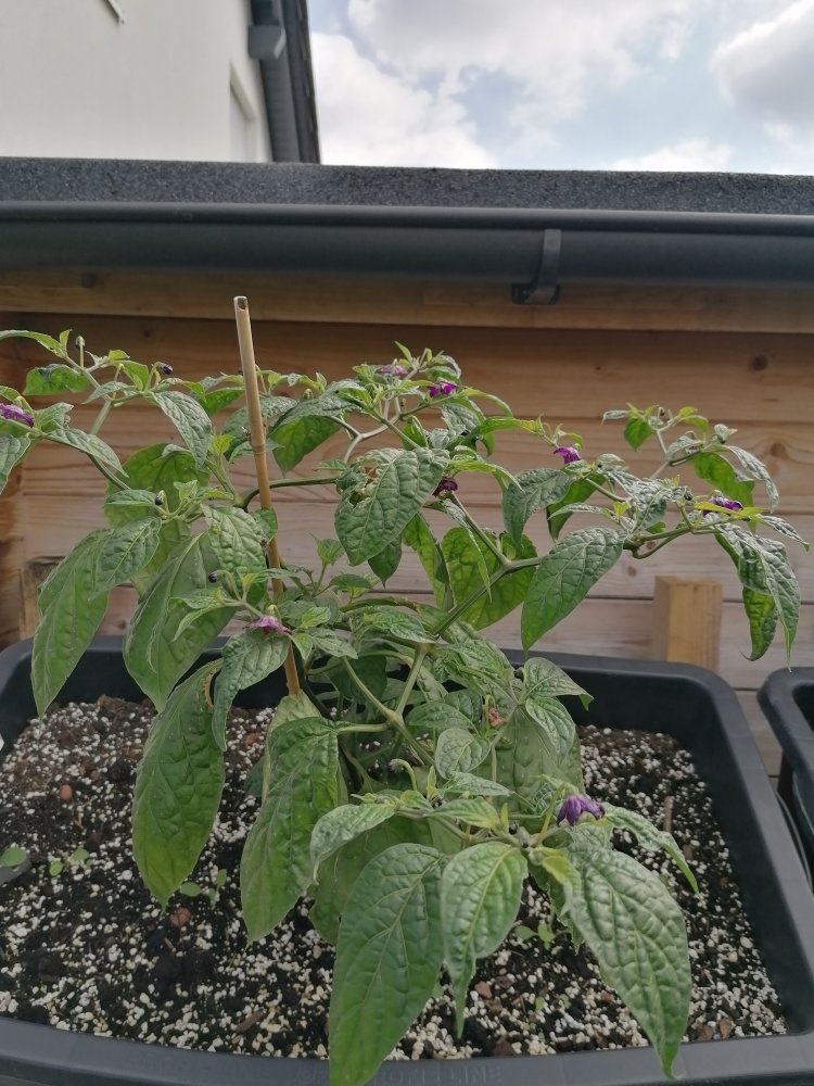 Rocoto Olive Mini.jpg