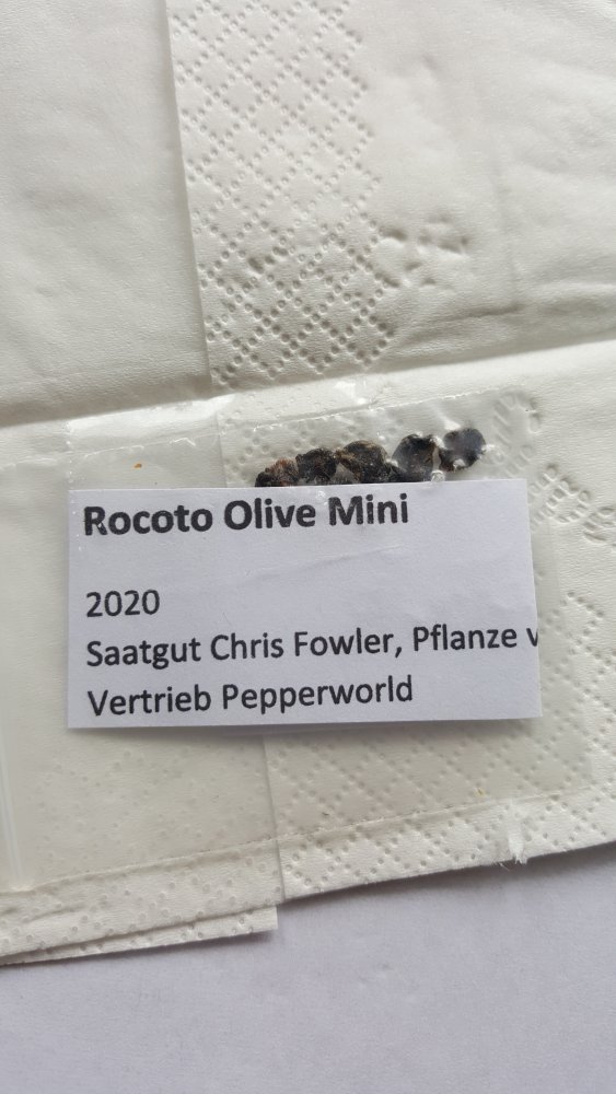 Rocoto Olive Mini