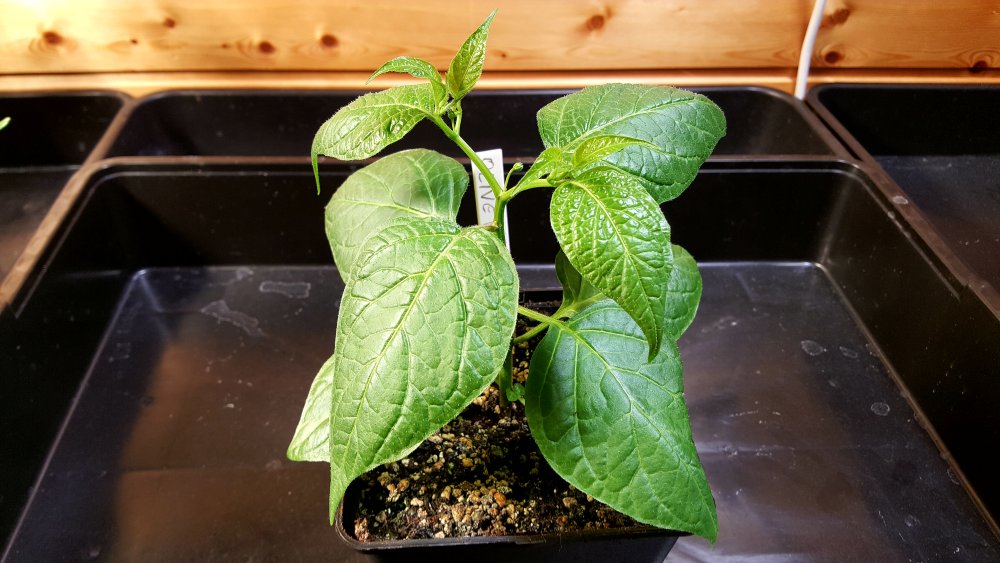 Rocoto Olive Mini