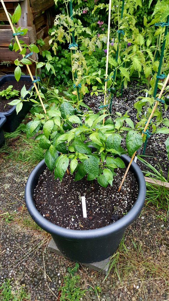 Rocoto Olive Mini