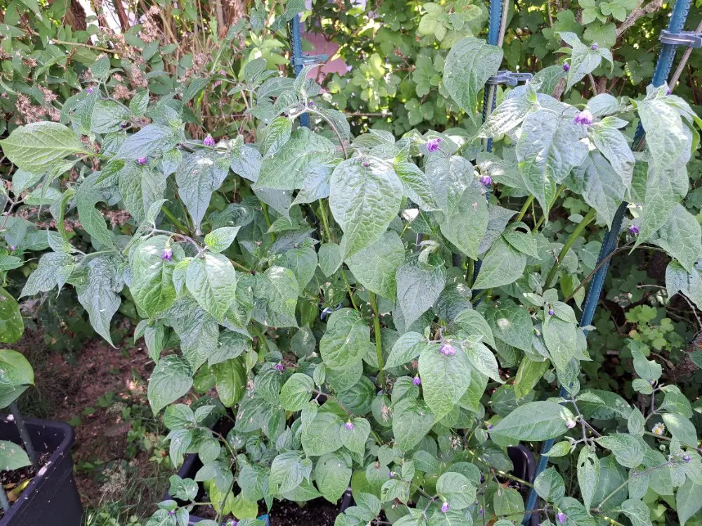 Rocoto Puno Pica 290626.webp