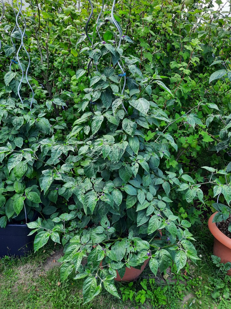 Rocoto R20 110722a.jpg