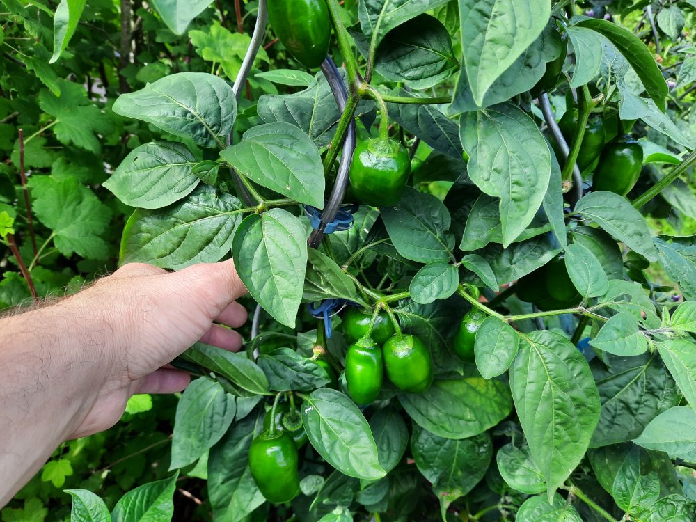 Rocoto R20 110722b.jpg