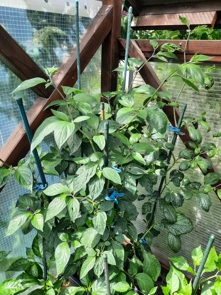 Rocoto R21 110722a.jpg