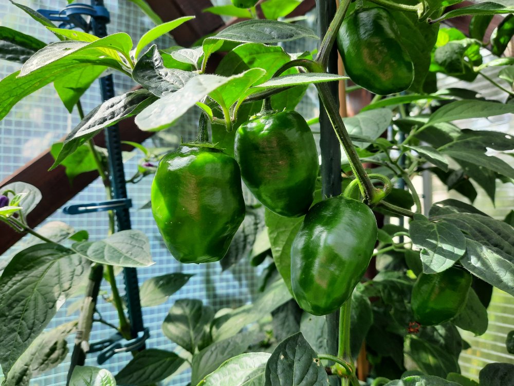 Rocoto R21 110722b.jpg