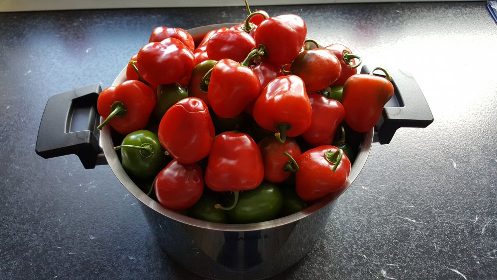Rocoto Red 3,5 kg