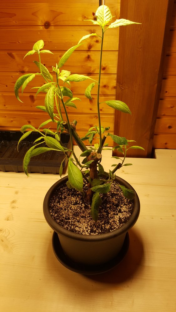Rocoto Red Überwinterer