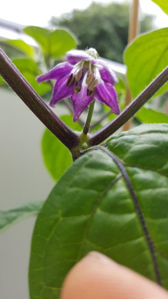 Rocoto Red