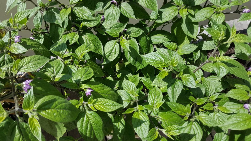 Rocoto Red