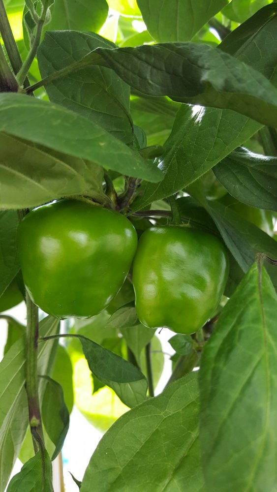 Rocoto Red