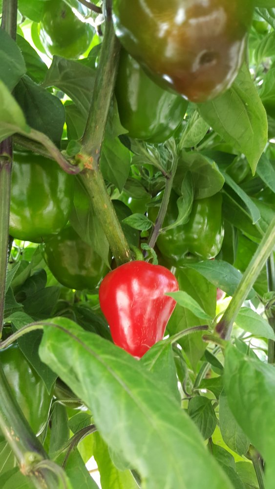 Rocoto Red