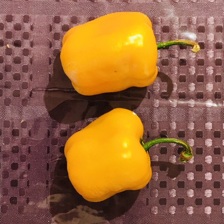 Rocoto Riesen Gelb