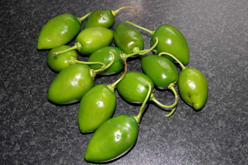 Rocoto Tatiana F5 -21-10-21.JPG