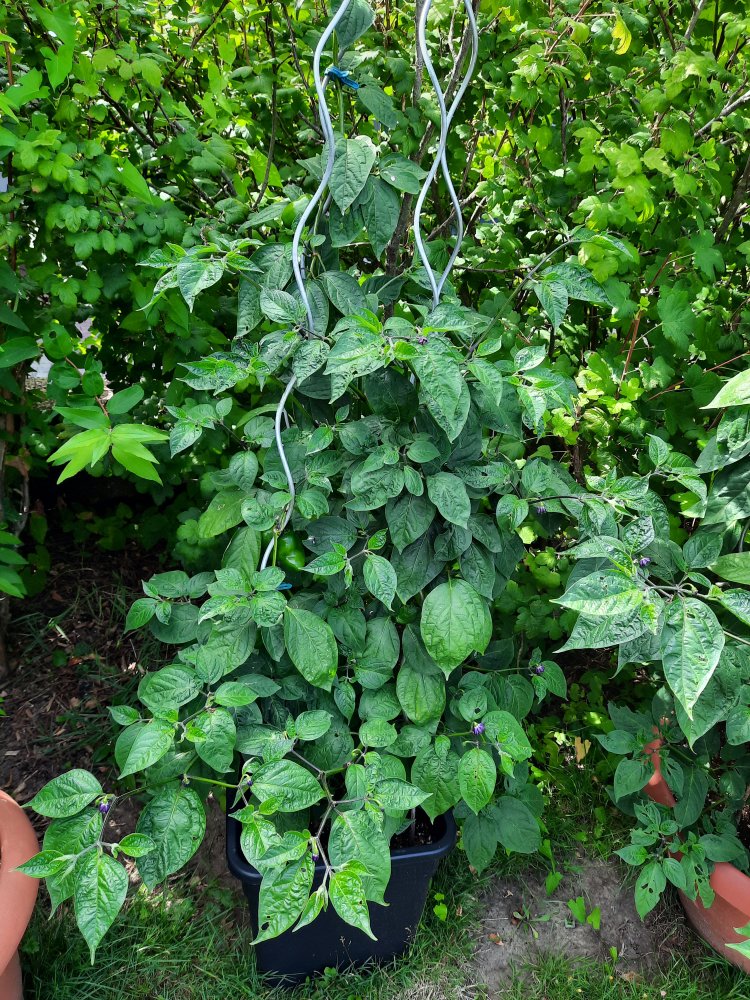 Rocoto Yellow 110722a.jpg