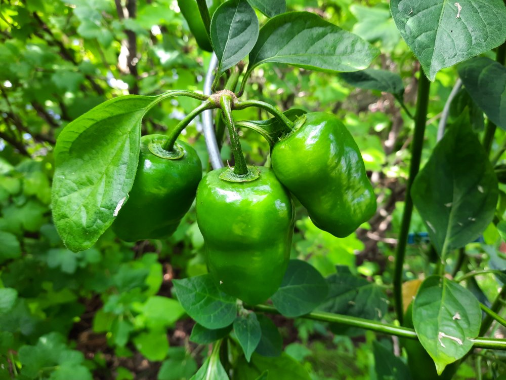 Rocoto Yellow 110722b.jpg