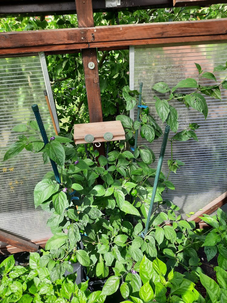 Rocoto Yellow II 110722a.jpg